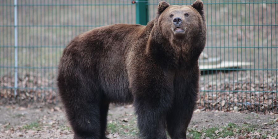 Braunbär