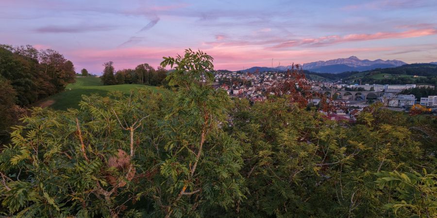 Das Nest der Asiatischen Hornissen in Herisau wurde gefunden (links im Bild) z.V.g.