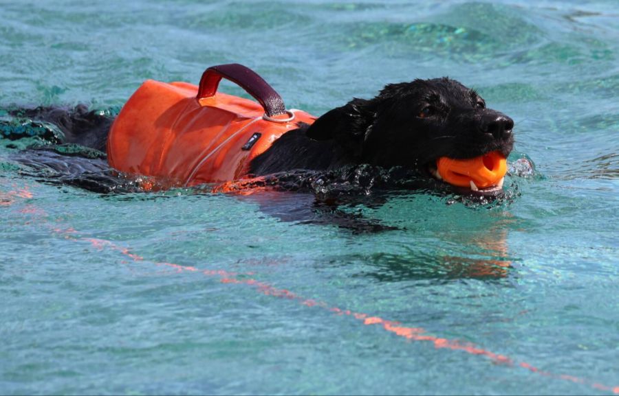 Zwar kein Stöckchen, aber wenn es etwas aus dem Wasser zu fischen gab, ...