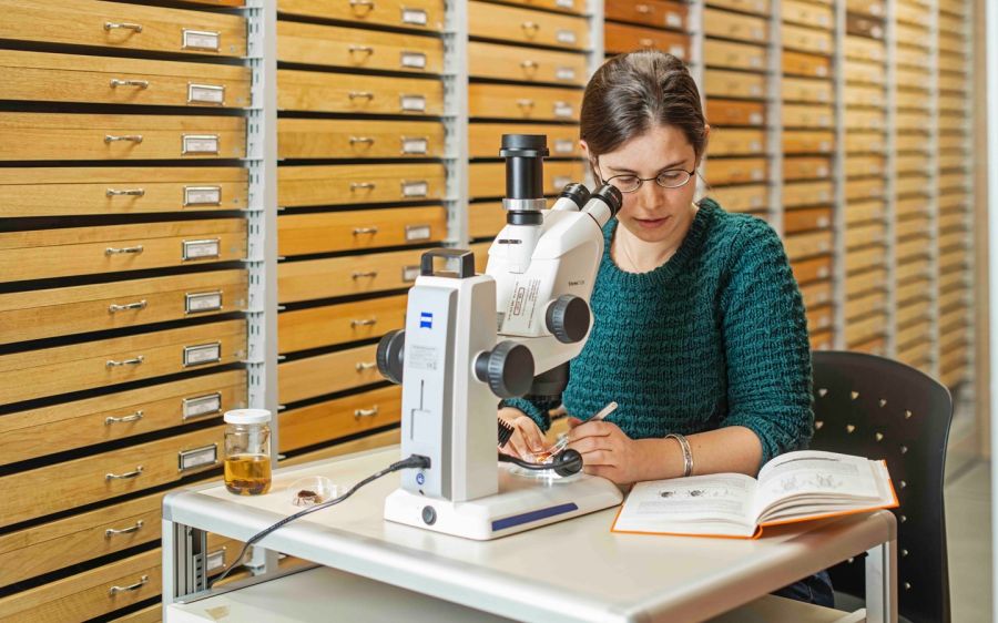 Karin Urfer ist Spinnen-Forscherin. Sie arbeitet im Naturmuseum St. Gallen und vermutet, dass es sich um eine Plattbauchspinne handelt.