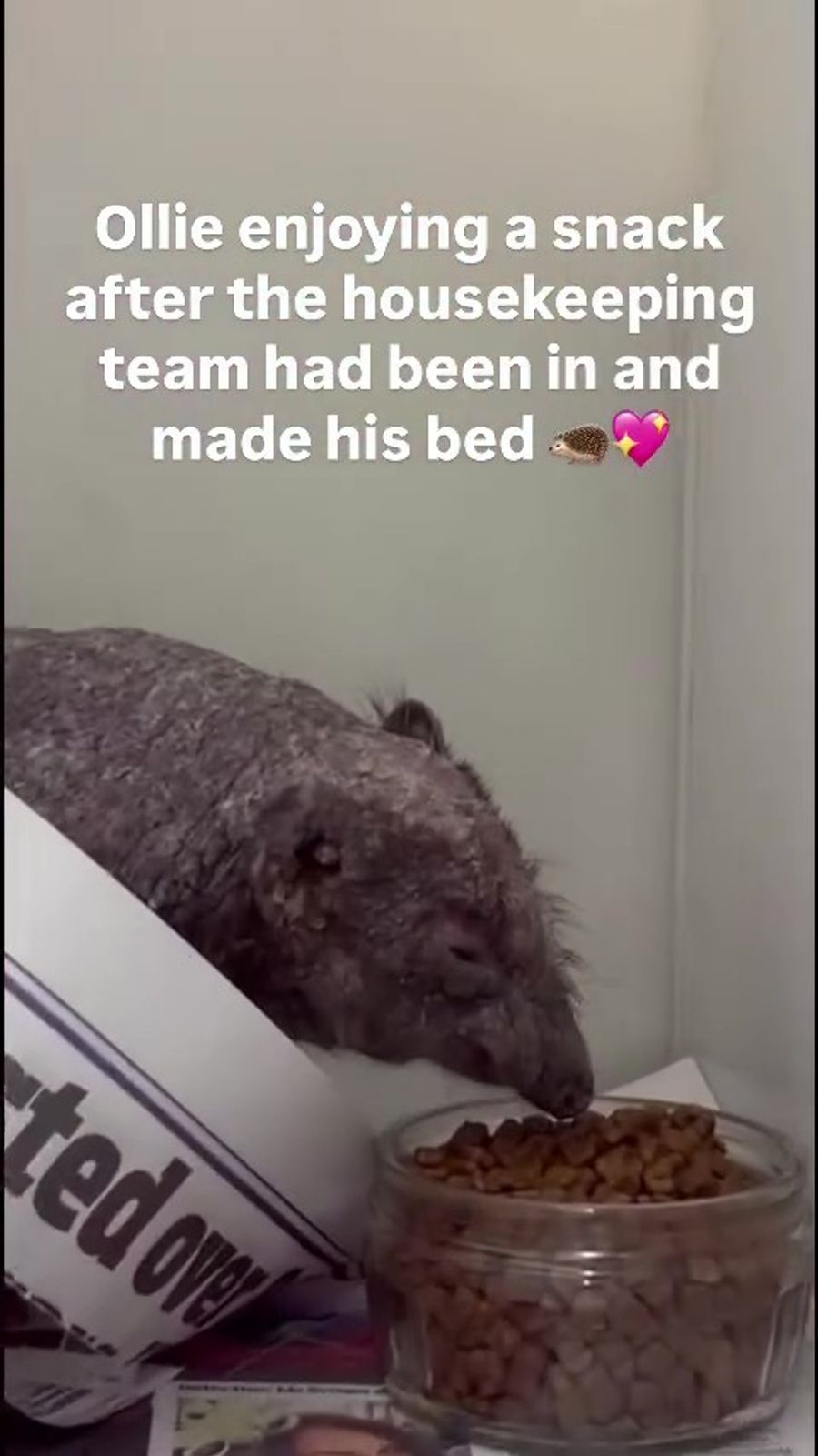 Igel Ollie