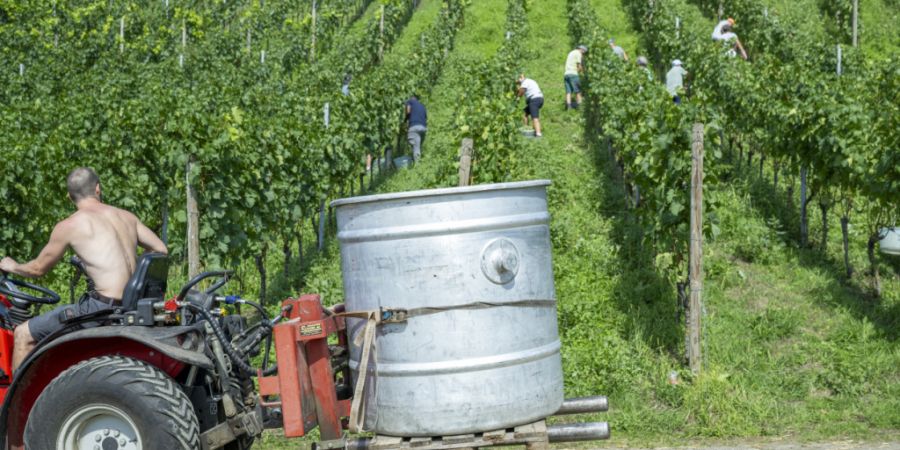 Traubenernte im Kanton Luzern: Der Nationalrat will Ernteschwankungen beim Schweizer Wein mit einer freiwilligen Reserve entgegenwirken. (Themenbild)