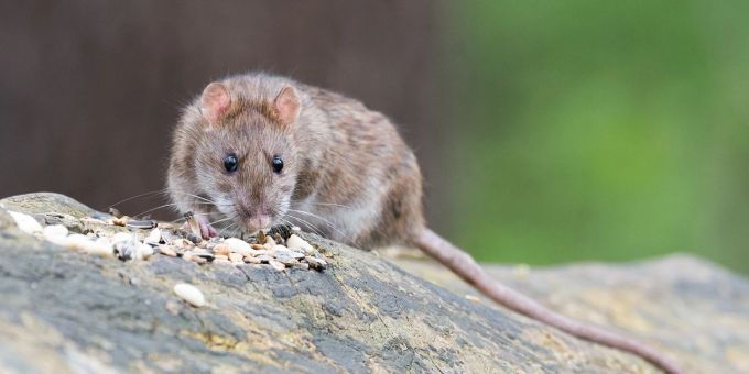 Ratten haben in Houston Beweismittel bei der Polizei beschädigt. (Symbolbild) Ratte frisst Symbolbild