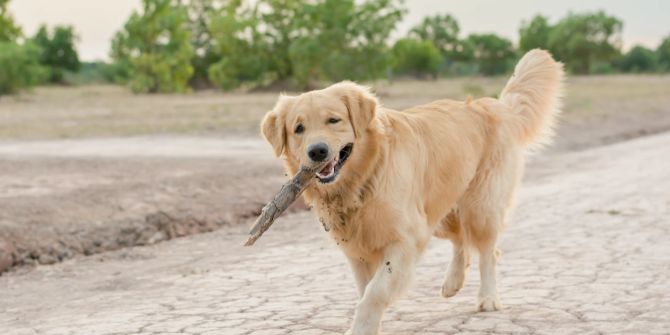 Hund mit Stock