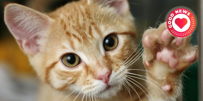 Kenya galt eine Woche als vermisst. Katze