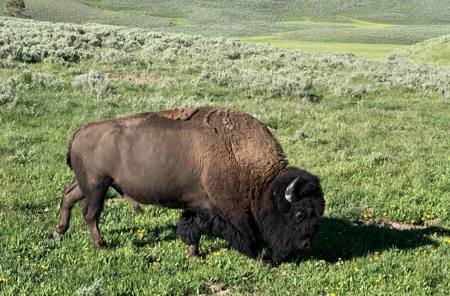 In den Great Plains sollen Tausende Bisons wieder angesiedelt werden. (Symbolbild)