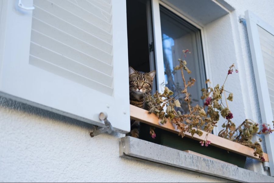 Wird den Bedürfnissen einer Katze Rechnung getragen, spricht nichts dagegen, sie in der Wohnung zu halten.