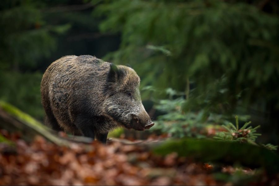 Tierschutz