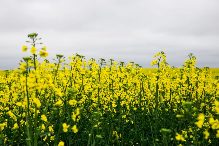 Raps, Feld, Blüten