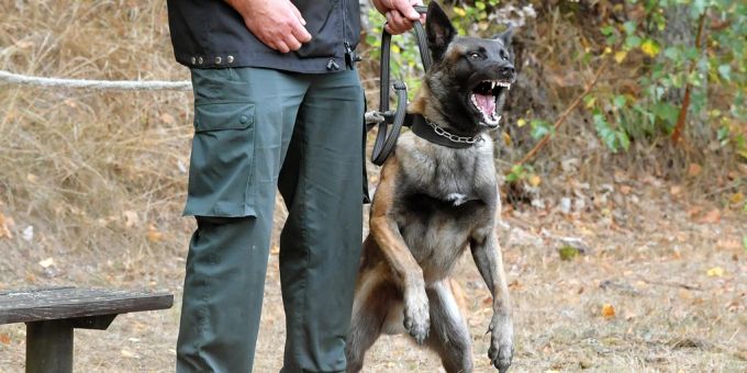 Der Polizeihund verletzt den Teenager schwer. (Symbolbild) Polizeihund Training Symbolbild