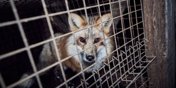 Die Verarbeitung von Echtpelz lässt sich nicht durch die verwendete Pelzmenge relativieren. FOUR PAWS