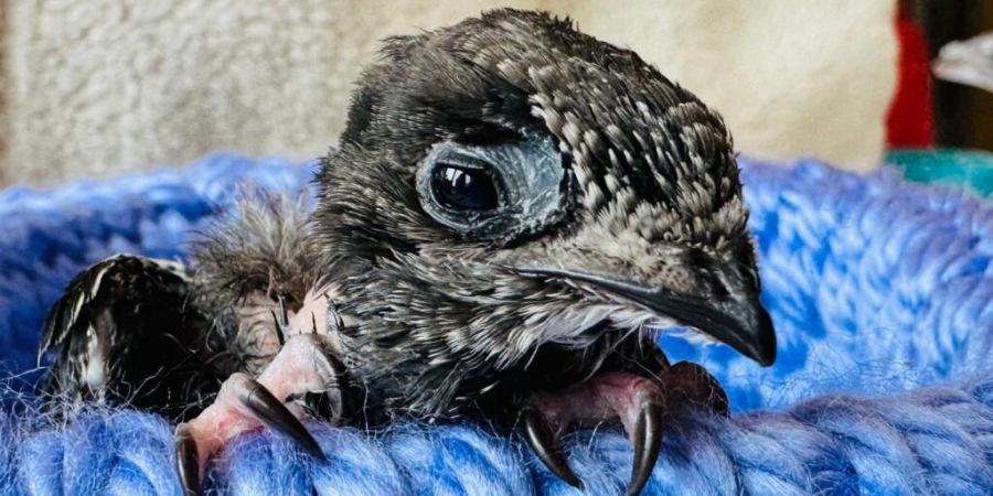 Wegen der Hitze verlassen noch flugunfähige Mauersegler frühzeitig ihr Nest. Am Boden würden sie ohne menschliche Hilfe nicht überleben. (Archivbild)