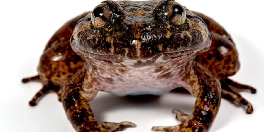 Die «Ugly Brown Frogs» wie dieses Exemplar mit dem wissenschaftlichen Namen «Limnonectes sp. aff. kuhlii» sind in Borneo weit verbreitet.