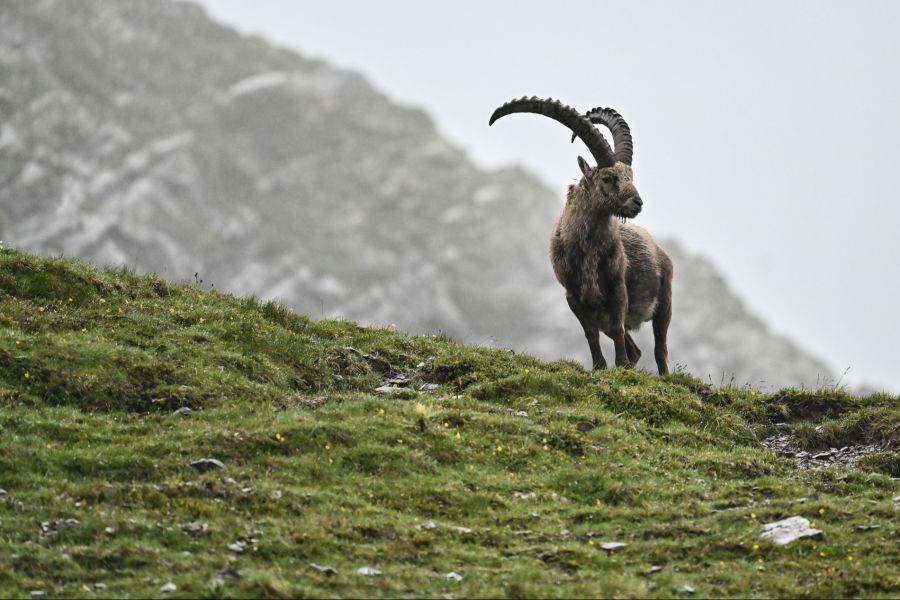Steinbock