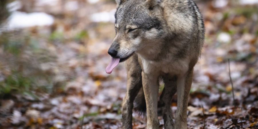 Der Kanton Graubünden erhält grünes Licht vom Bund für die Wolfsjagd. Ab September dürfen in zahlreichen Rudeln Wölfe geschossen und ein ganzes Rudel komplett entfernt werden. (Ar...
