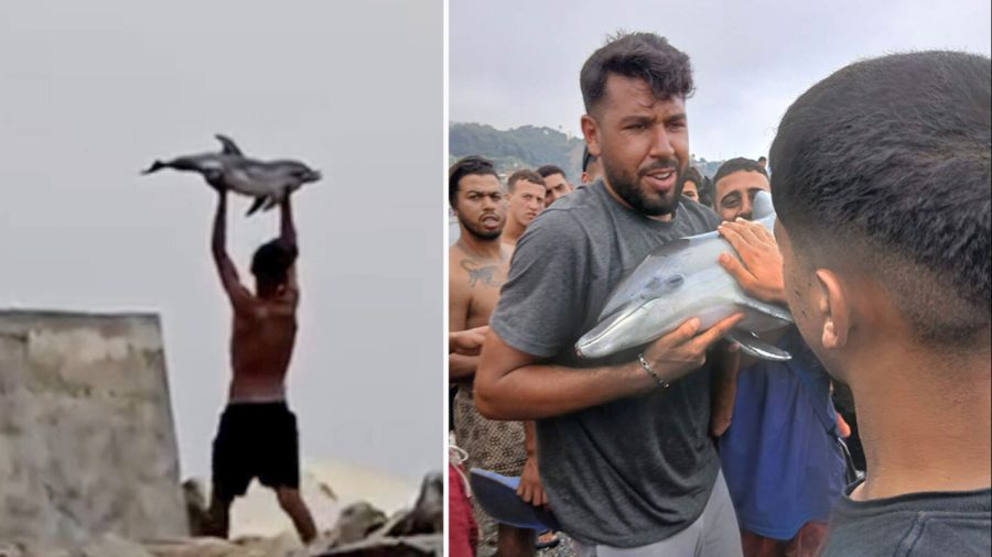 Eine Gruppe Migranten soll am Mittwoch ein Delfin-Baby aus dem Wasser gezogen und getötet haben. Aufnahmen der spanischen Zeitung «El Faro de Ceuta» zeigen den Vorfall.