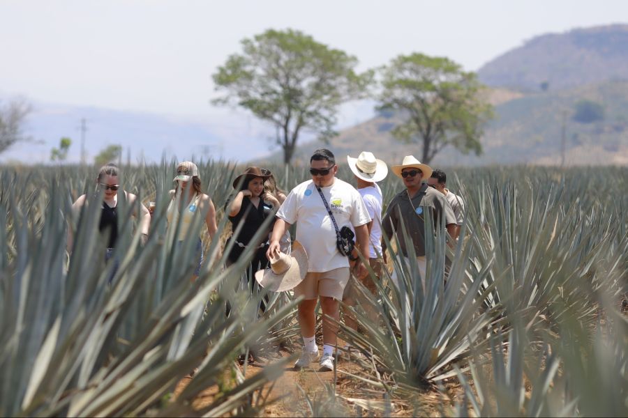 Tequila stammt ursprünglich aus dem mexikanischen Bundesstaat Jalisco. Die gleichnamige Stadt Tequila gilt als Ursprungsort des Getränks.