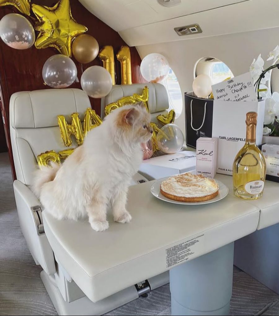 Choupette hat ein luxuriöses Leben.