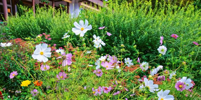 Garten Natur ökologisch heimisch