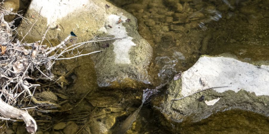 Der Fehraltorfer Wildbach führt derzeit sehr wenig Wasser. Schon mehrfach wurden tote Fische gemeldet.