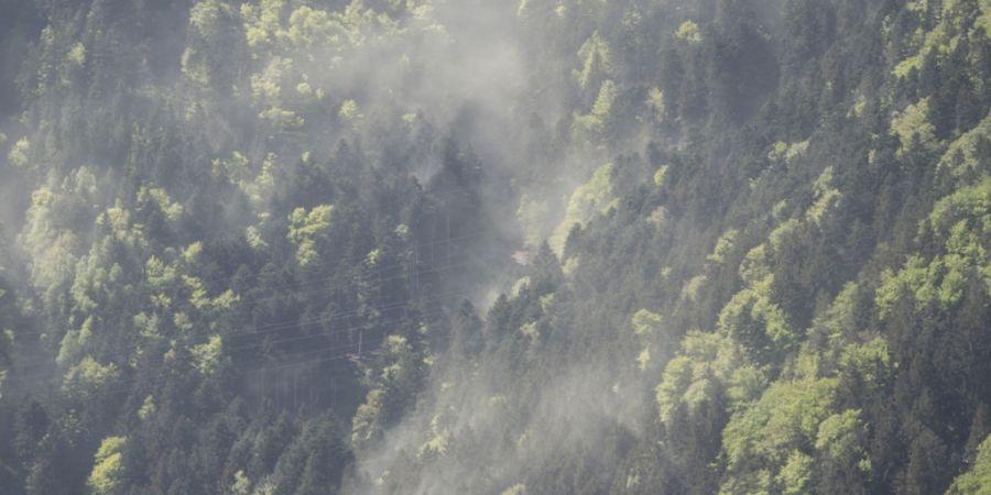 Jahrtausendealte Pollen aus Seesedimenten verrieten den Forschenden, wie sich die Pflanzenvielfalt im Mittelland verändert hat. (Symbolbild)