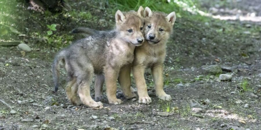 Ein Wildhüter fotografierte in den Liechtensteiner Bergen Wolfswelpen. (Symbolbild)