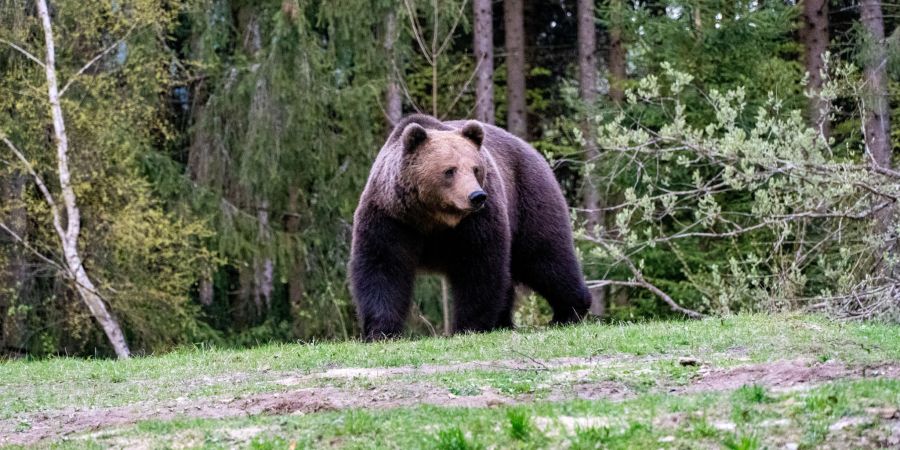 Bär