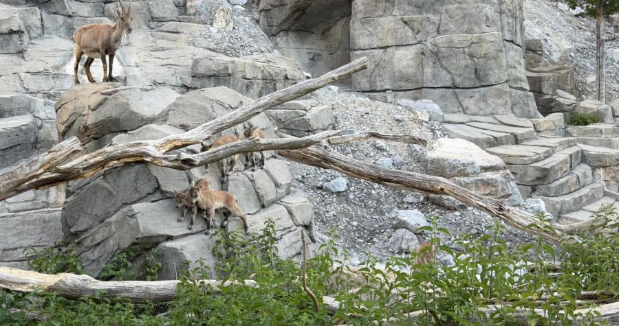 Die Steinbock-Familie im Tierpark Bern hat sich vergrössert.
