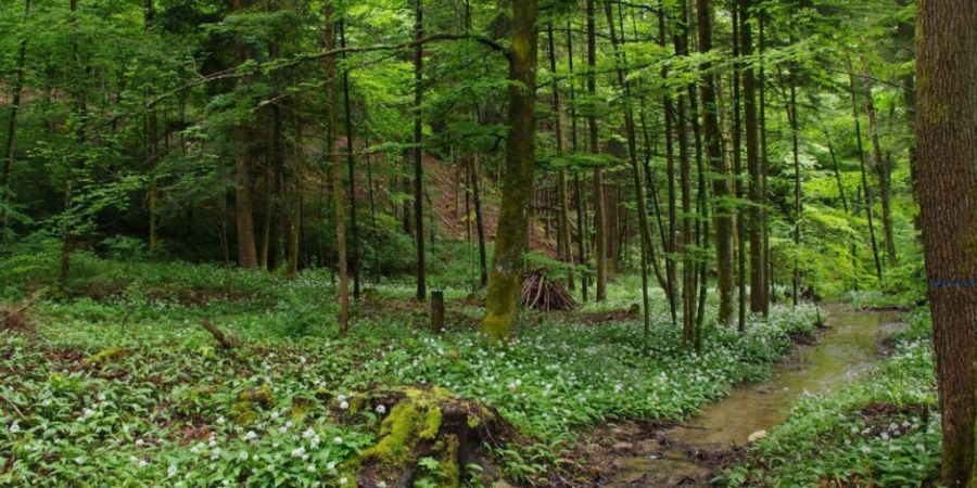 Für die Revitalisierung wurde unter anderem ein Bachlauf reaktiviert und eine Forststrasse zurückgebaut.