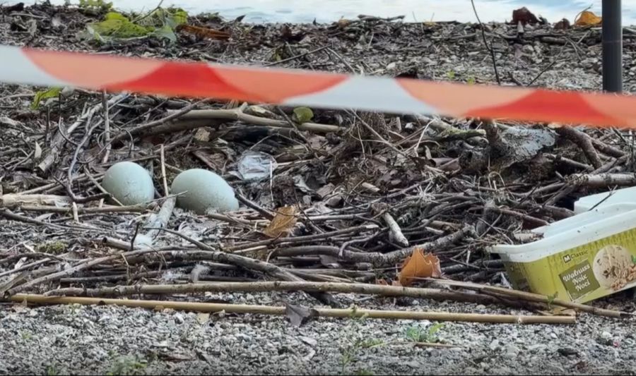 Nun fiebert die ganze Badi-Gemeinschaft einem kleinen Sommerwunder entgegen: der Geburt von zwei Schwanenbabys.