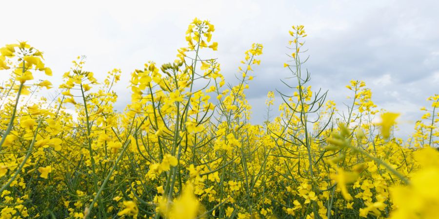 Raps Feld Saat Ernte