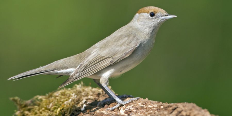 Kein Vogel, der in der Schweiz brütet, ist hierzulande verbreiteter als die Mönchsgrasmücke. (Archivbild)