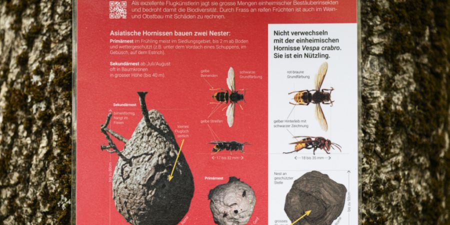 Die Asiatische Hornisse breitet sich weiter aus. Die Stadt Zürich ruft dazu auf, Primärnester des Schädlings zu melden. (Symbolbild)