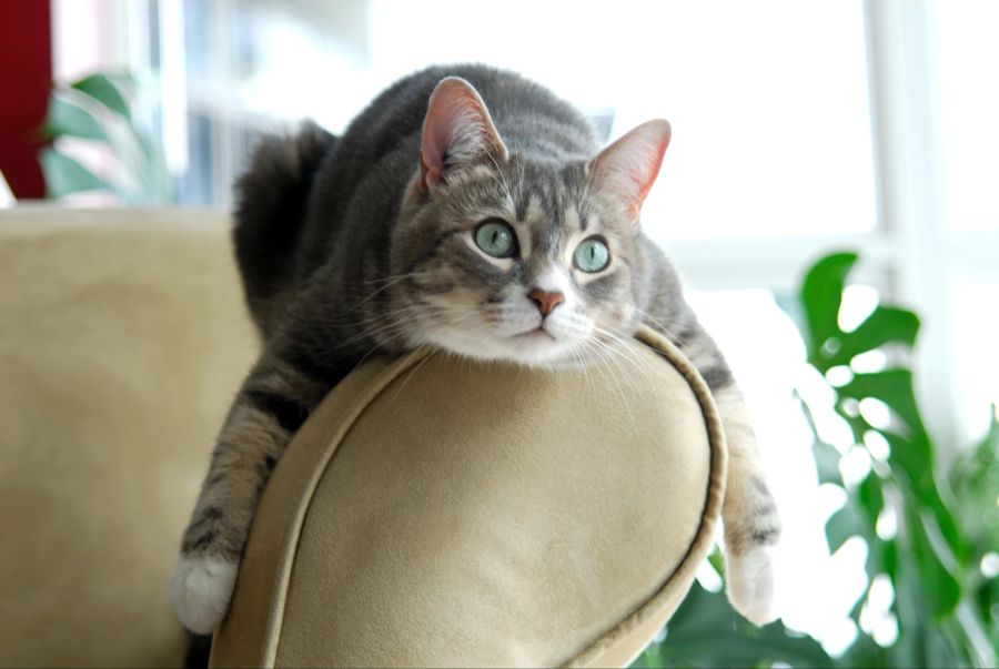 Katze, Sofa