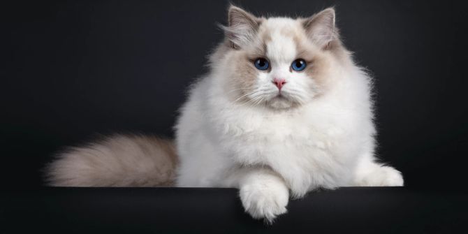 Dicke Ragdoll-Katze