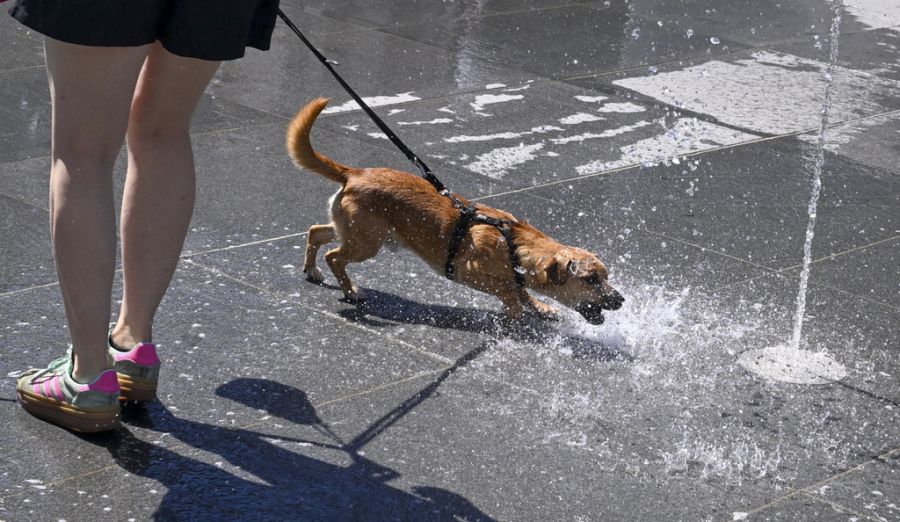 Im Schnitt betrug die Temperatur rund 20,49 Grad. (Symbolbild)