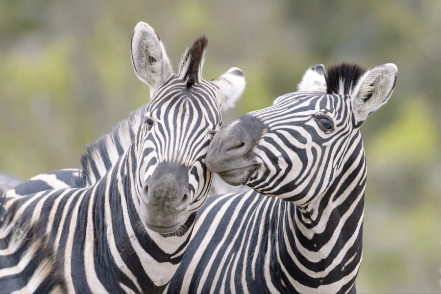 Der romantische Städtetrip der beiden Zebras wurde durch das Zirkuspersonal beendet. (Symbolbild)