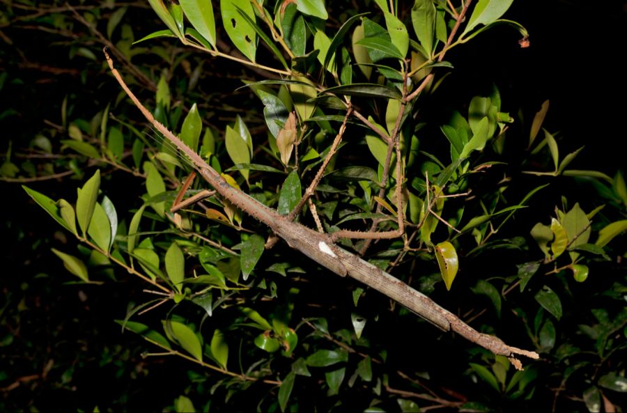 Die neu-entdeckte «Acrophylla alta» ist das schwerste Insekt Australiens – soweit wir wissen.