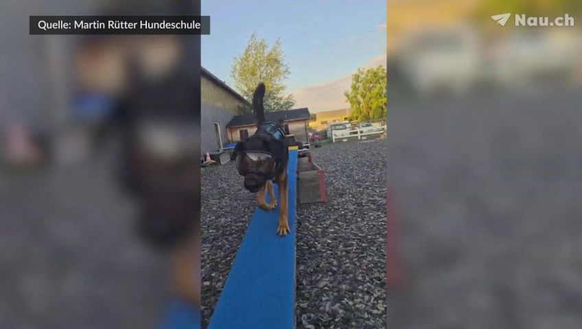 hundebrille-720p