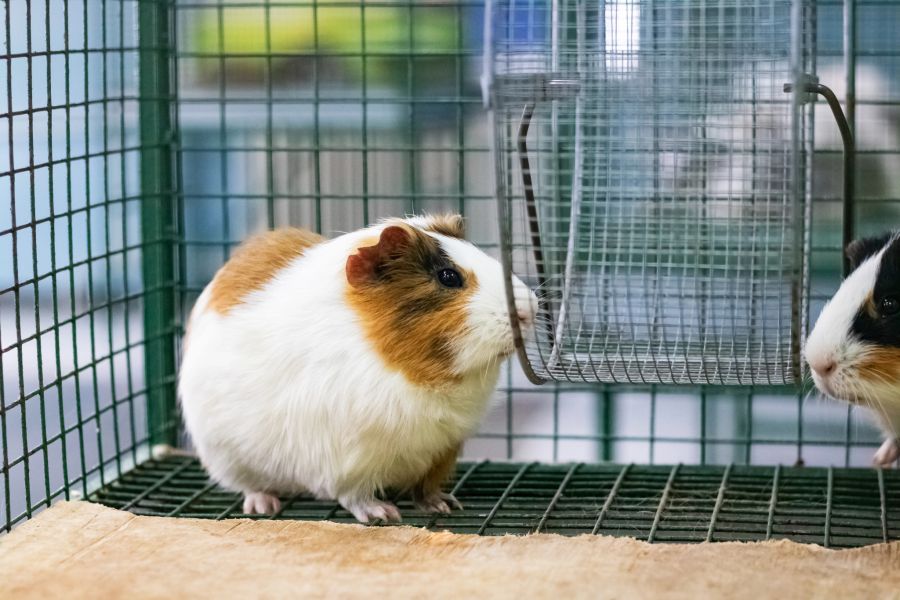 meerschweinchen kampf streit