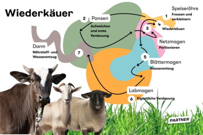 Wiederkäuer