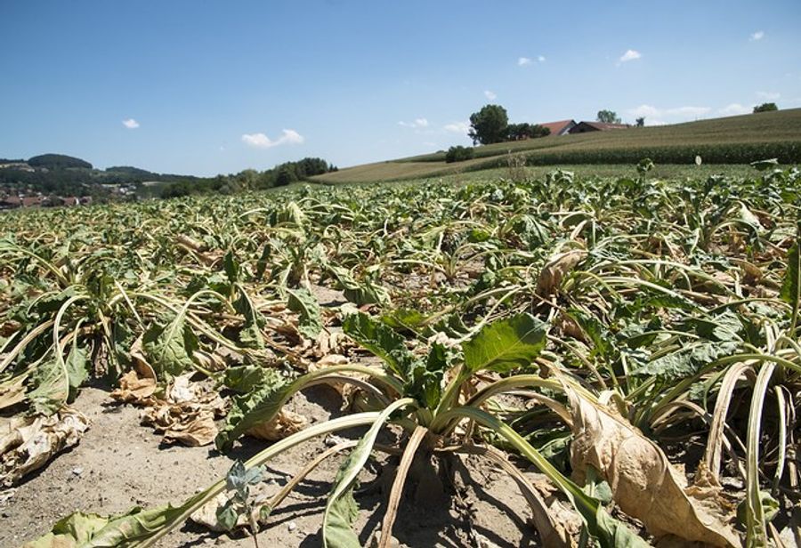 Vertrocknete Ernte: für Schweizer Bauern in Zukunft eine reale Gefahr.