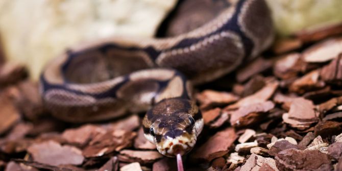 Python