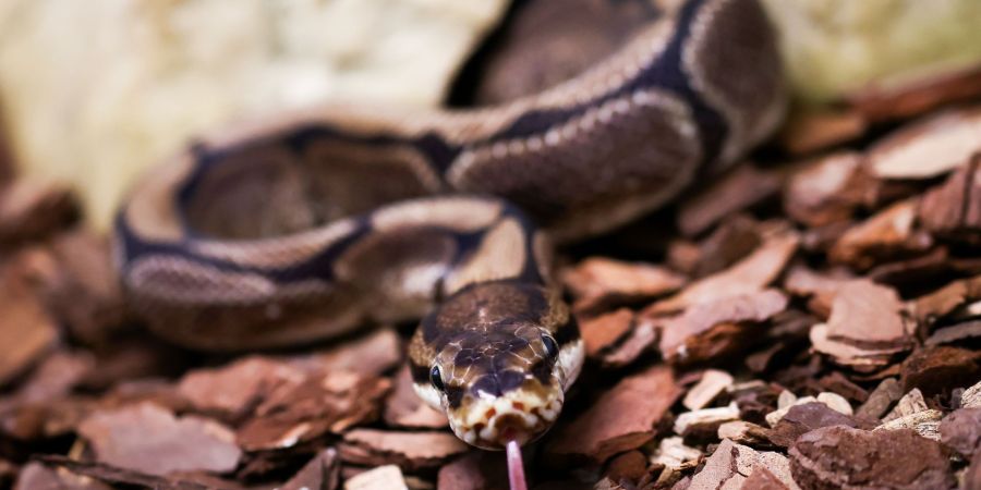 Python