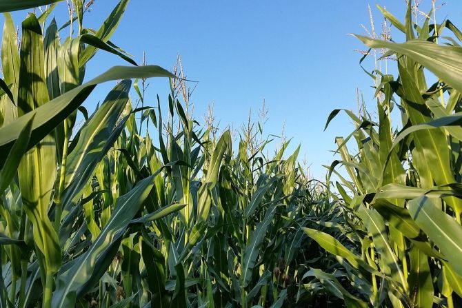Diebe Maisfeld zelten Einbruchstour