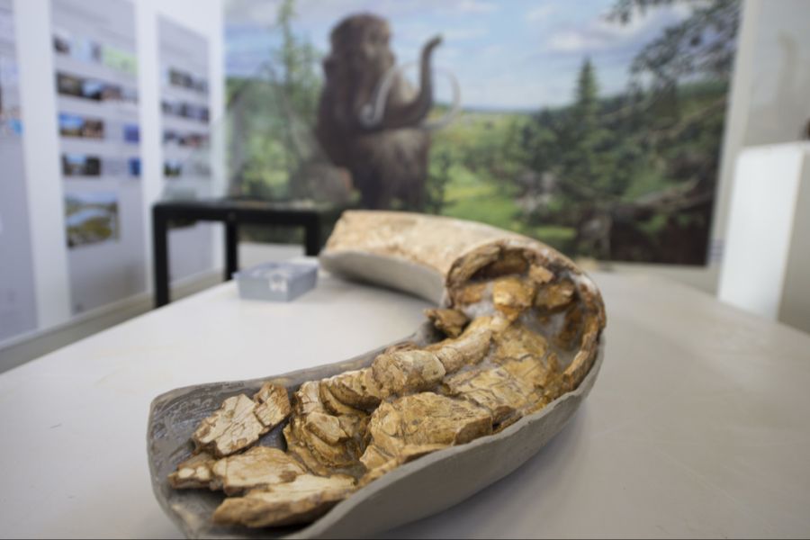 Die Überreste gleichen etwa jenen dieses Mammut-Stosszahns, der 2015 in einer Kiesgrube in Ballwil LU gefunden wurde. (Archivbild)