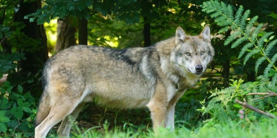 wolf