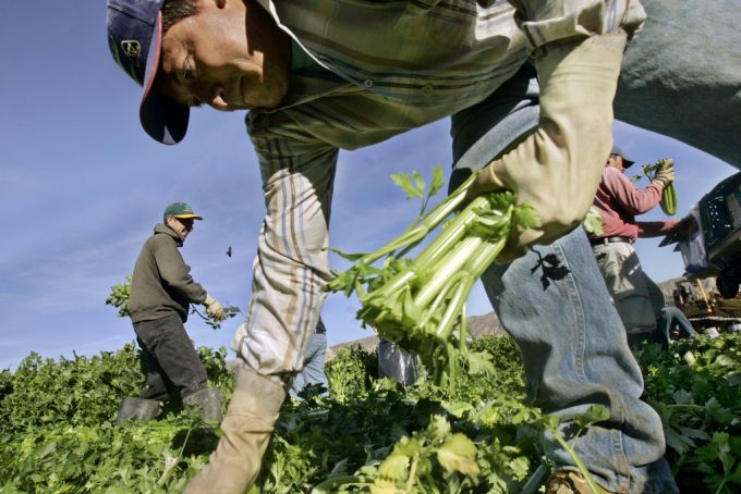 Besonders die Landwirtschaft in den USA profitiert von ausländischen Arbeitskräften. usa