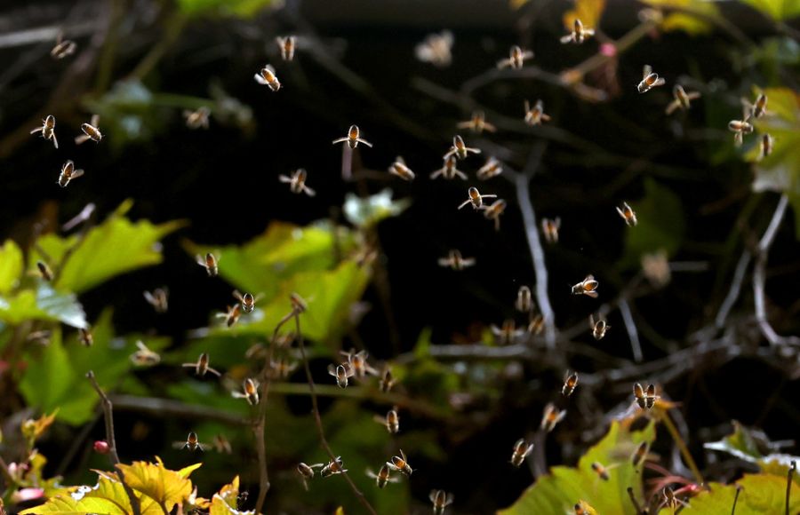 24 Menschen wurden bei der Bienen-Attacke in Frankreich verletzt. (Symbolbild)