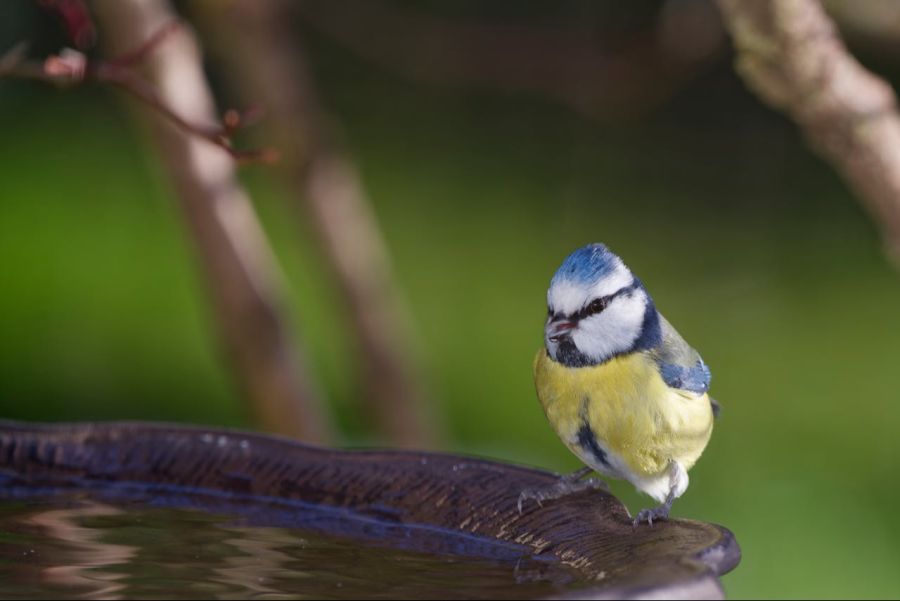 Vogeltränke